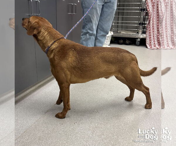Medium Photo #4 Labrador Retriever-Retriever  Mix Puppy For Sale in Washington, DC, USA
