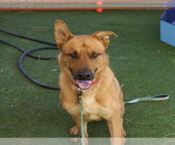 Medium Photo #2 Rhodesian Ridgeback-Unknown Mix Puppy For Sale in Las Vegas, NV, USA