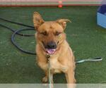 Small #1 Rhodesian Ridgeback Mix