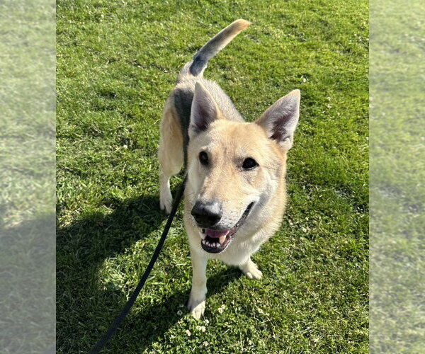 Medium Photo #10 German Shepherd Dog Puppy For Sale in Evansville, IN, USA