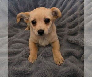 Pom-A-Poo Dogs for adoption in Banning, CA, USA