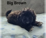 Image preview for Ad Listing. Nickname: Big Brown