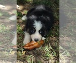 Small Photo #3 Australian Shepherd Puppy For Sale in MARYVILLE, TN, USA