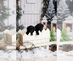 Small #8 Goldendoodle-Sheepadoodle Mix