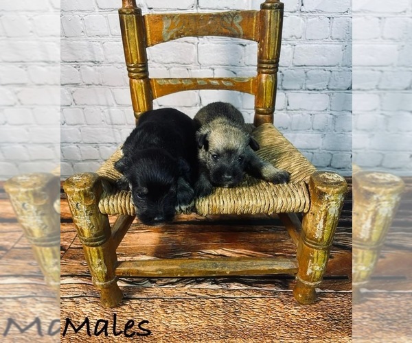 Medium Photo #3 Schnauzer (Standard) Puppy For Sale in ROANOKE, IL, USA