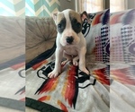 Small Photo #6 American Bulldog Puppy For Sale in TOCCOA, GA, USA