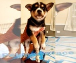 Small Photo #10 German Shepherd Dog-Siberian Husky Mix Puppy For Sale in JOHNS ISLAND, SC, USA