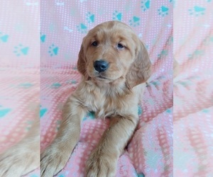 Golden Retriever Puppy for sale in STANLEY, WI, USA