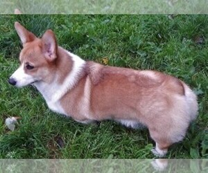 Father of the Pembroke Welsh Corgi puppies born on 01/20/2023