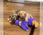Small #1 Labrador Retriever Mix