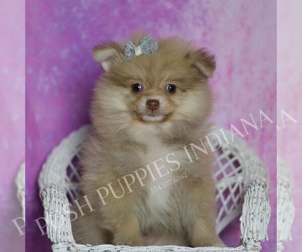 Medium Photo #51 Pomeranian Puppy For Sale in WARSAW, IN, USA