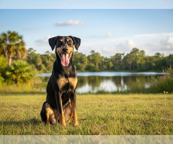 Medium Photo #2 Black and Tan Coonhound Puppy For Sale in Tavares, FL, USA