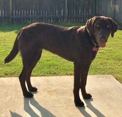 Labrador Retriever Puppy for sale in OWASSO, OK, USA