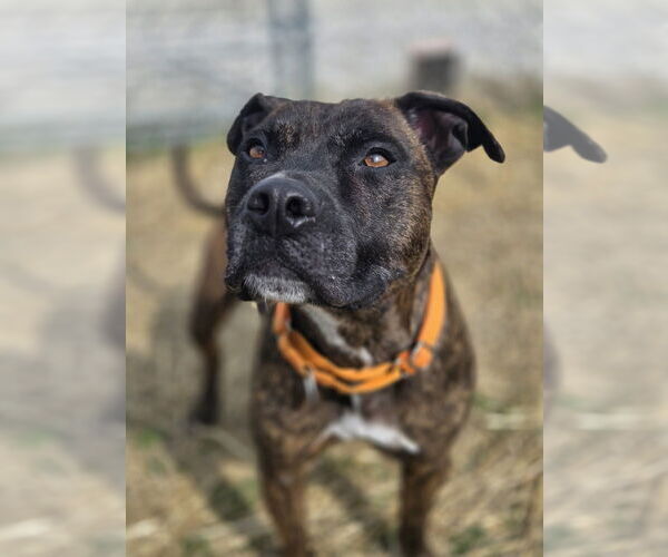 Medium Photo #2 Mutt Puppy For Sale in Evansville, IN, USA