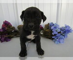 Small Photo #20 Cane Corso Puppy For Sale in EMPIRE STATE, NY, USA