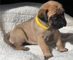 Small Photo #12 Mastiff Puppy For Sale in BIXBY, OK, USA