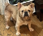 Small Photo #1 French Bulldog Puppy For Sale in NEW BEDFORD, MA, USA