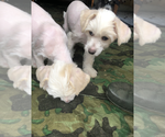 Small #3 Chinese Crested