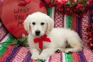 English Cream Golden Retriever Puppy for sale in PLYMOUTH, OH, USA