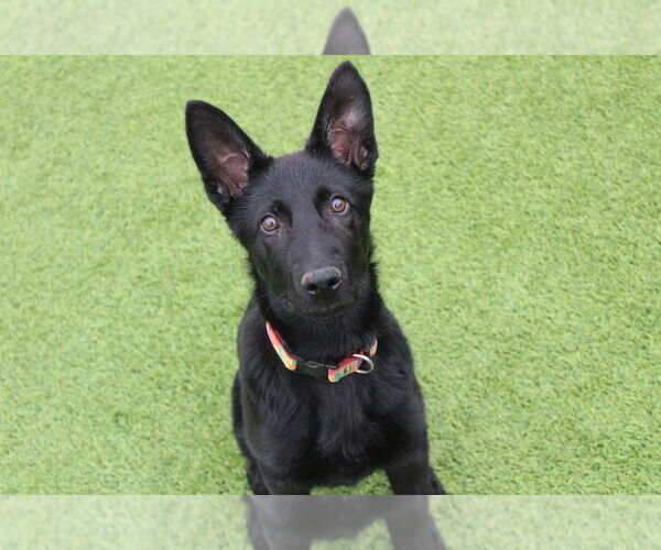 Medium Photo #1 German Shepherd Dog-Unknown Mix Puppy For Sale in Chestertown, MD, USA