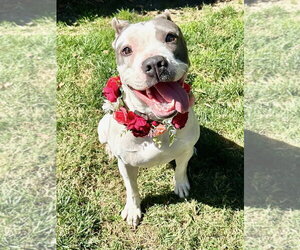 Cranberry - Female American Pit Bull Terrier-American Staffordshire Terrier Mix Dog for Adoption - Photo #7
