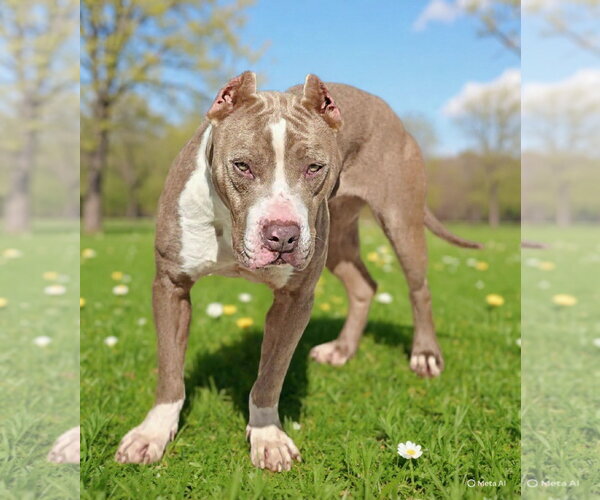Medium Photo #5 Staffordshire Bull Terrier-Unknown Mix Puppy For Sale in Talladega, AL, USA