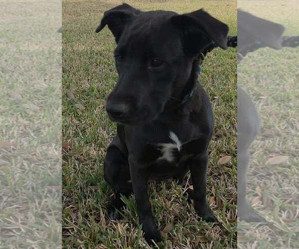 Medium Photo #6 Mutt Puppy For Sale in Rosenberg, TX, USA