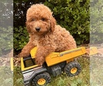 Small #1 Goldendoodle (Miniature)