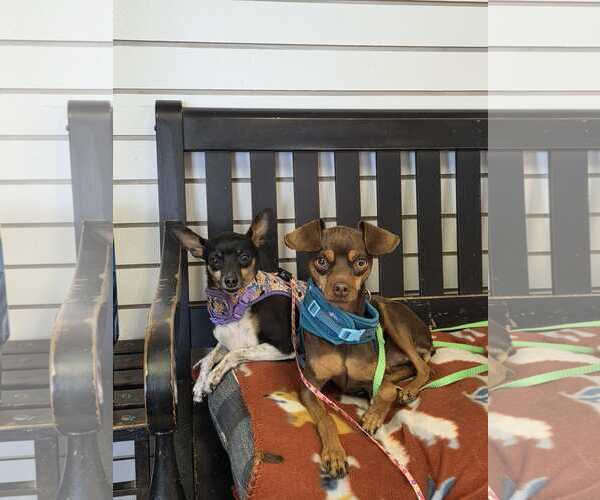 Medium Photo #4 American Rat Pinscher Puppy For Sale in Amarillo, TX, USA