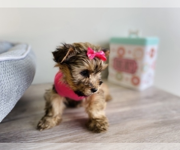 Medium Photo #5 Shorkie Tzu Puppy For Sale in JACKSON, MI, USA