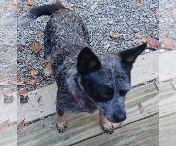 Medium Photo #3 Mutt Puppy For Sale in Newfoundland, PA, USA