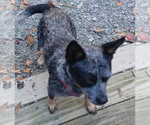 Molly - Female Mutt Dog for Adoption - Photo #3