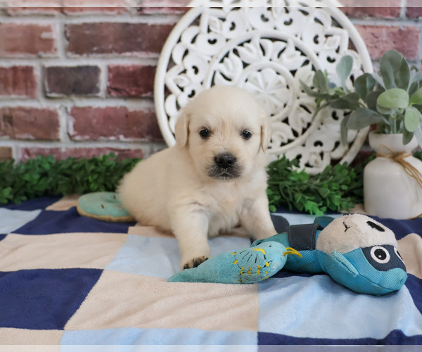 Medium Photo #6 Golden Retriever Puppy For Sale in SYRACUSE, IN, USA