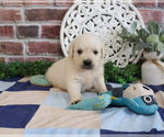 Small #5 Golden Retriever