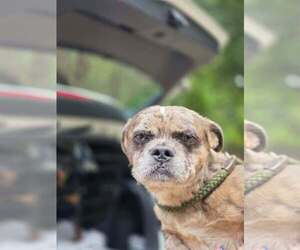 Shiffon Dogs for adoption in New York, NY, USA