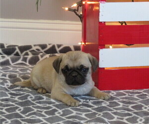 Pug Puppy for Sale in MOUNT SOLON, Virginia USA