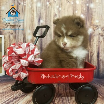 Medium Photo #3 Pomsky Puppy For Sale in ANDOVER, MN, USA