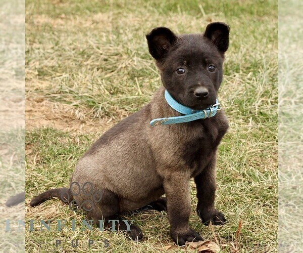 Medium Photo #3 Belgian Malinois Puppy For Sale in STRASBURG, PA, USA