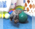 Small #6 Chiweenie