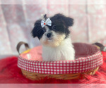 Small Photo #1 Zuchon Puppy For Sale in KINSTON, NC, USA