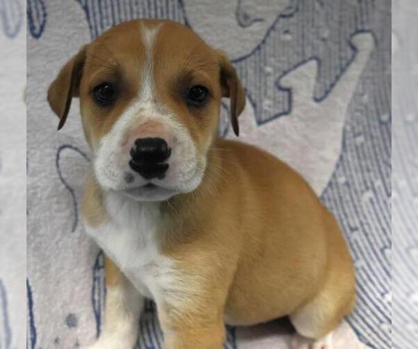 Medium Photo #1 Mutt Puppy For Sale in Thief River Falls, MN, USA