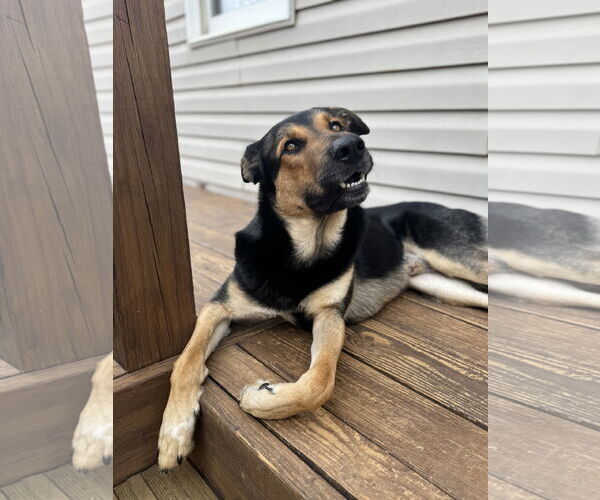 Medium Photo #8 German Shepherd Dog-Unknown Mix Puppy For Sale in Holly Springs, NC, USA