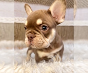 French Bulldog Puppy for sale in DANBURY, CT, USA