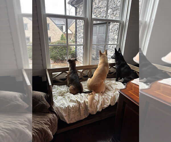 Medium Photo #3 Chiweenie Puppy For Sale in Brewster, NY, USA