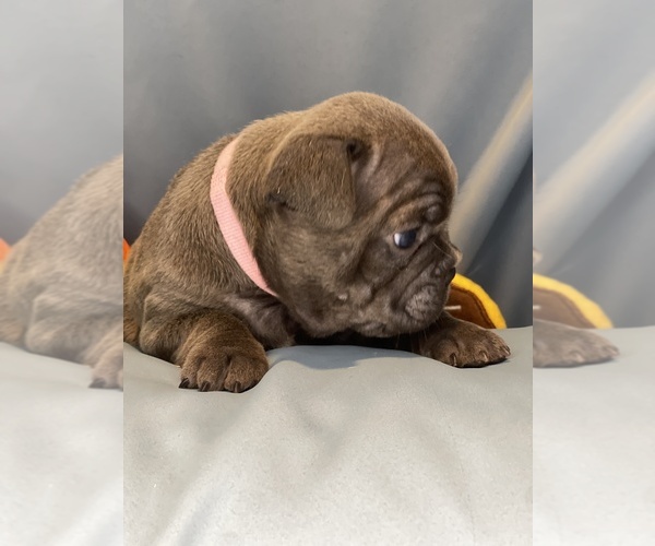Medium Photo #25 Faux Frenchbo Bulldog Puppy For Sale in HOODSPORT, WA, USA