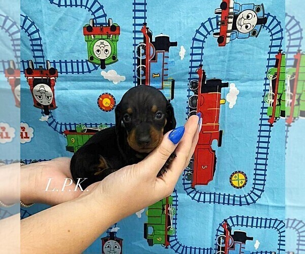 Medium Photo #1 Dachshund Puppy For Sale in WINNSBORO, LA, USA