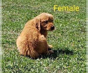 Golden Retriever Puppy for sale in BLISSFIELD, MI, USA