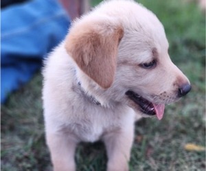 Golden Shepherd Puppy for sale in BLAIR, WI, USA