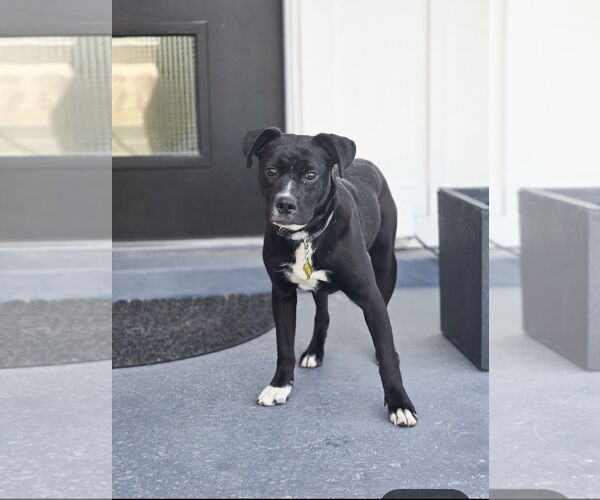 Medium Photo #4 Labrador Retriever Puppy For Sale in Sandy, UT, USA