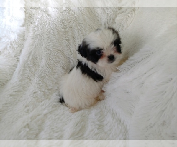 Medium Photo #5 Shih Tzu Puppy For Sale in DOUGLAS, GA, USA